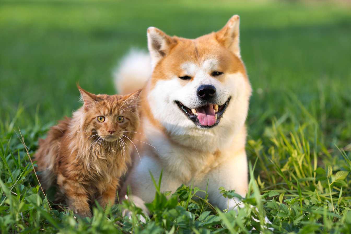 un massage cardiaque chien ou un chat